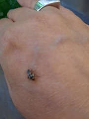 Coccinellidae