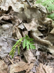 Botrychium angustisegmentum