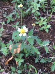Tridax procumbens image