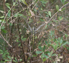 Orthetrum cancellatum