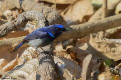 Niltava macgrigoriae