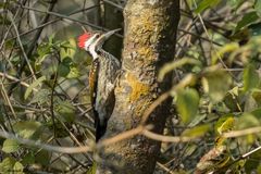 Dinopium benghalense