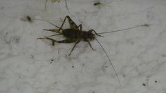 Gryllomorpha