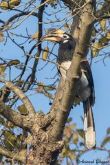 Anthracoceros albirostris