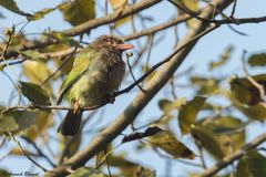 Psilopogon zeylanicus