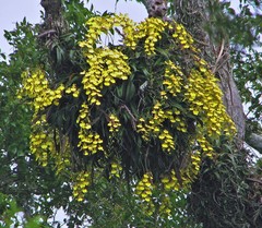 Gomesa bifolia