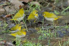 Zosterops palpebrosus