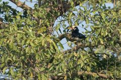 Anthracoceros albirostris