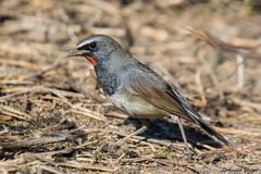 Calliope pectoralis