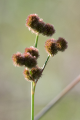 Juncus brachycarpus