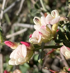 Acmispon cytisoides