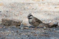 Emberiza stewarti