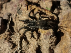 Ischnothele annulata