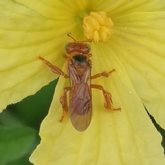 Trigona chanchamayoensis