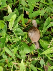 Ariophanta exilis