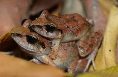 Oreobates chiquitanus