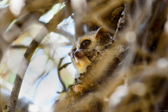 Microcebus murinus