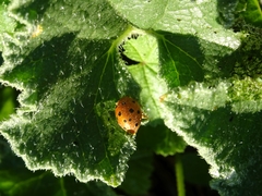 Henosepilachna argus