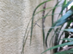 Cyrtophora cicatrosa