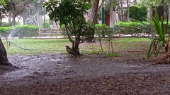 Parabuteo unicinctus