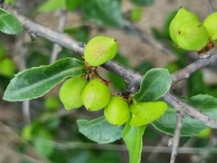 Commiphora pyracanthoides