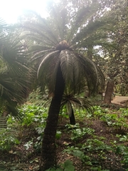 Arecaceae
