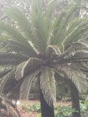 Arecaceae