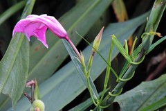 Rhabdadenia ragonesei