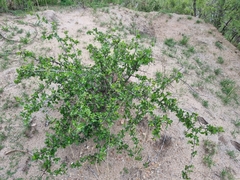 Commiphora pyracanthoides