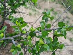 Commiphora pyracanthoides