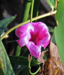 Rhabdadenia ragonesei