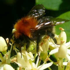 Bombus hypnorum