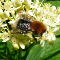 Bombus hypnorum