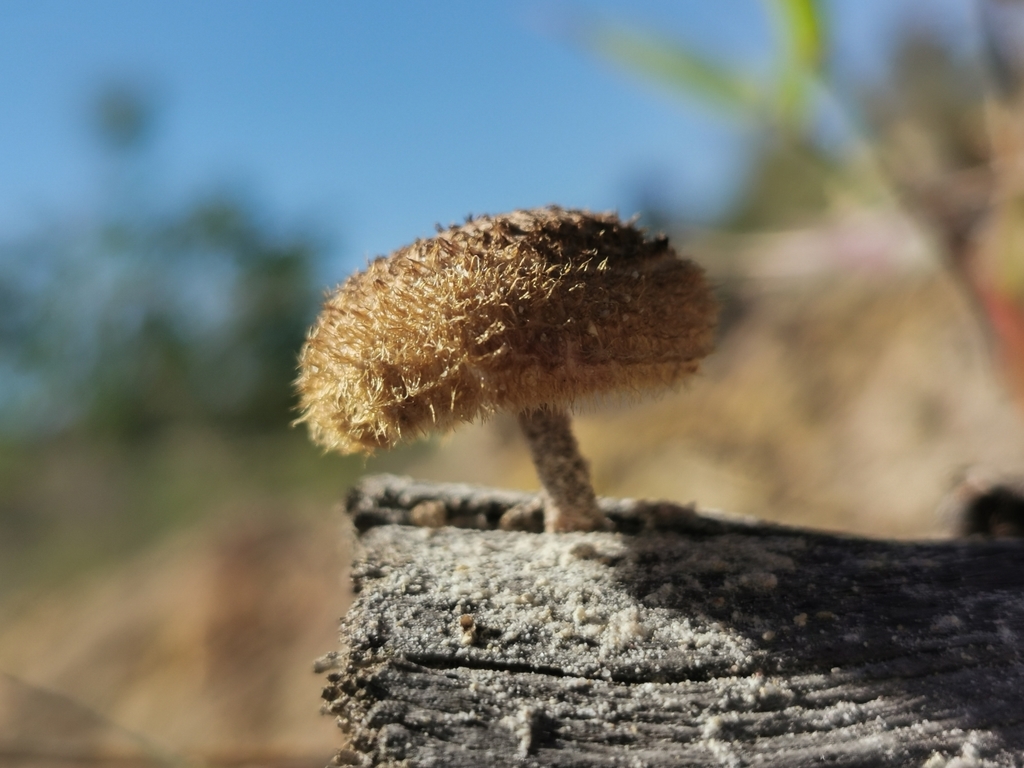 Lentinus crinitus · November 2021 · photo: © jeanmartins (iNaturalist, cc-by)
