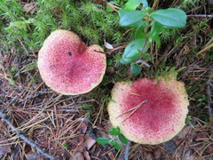 Suillus paluster