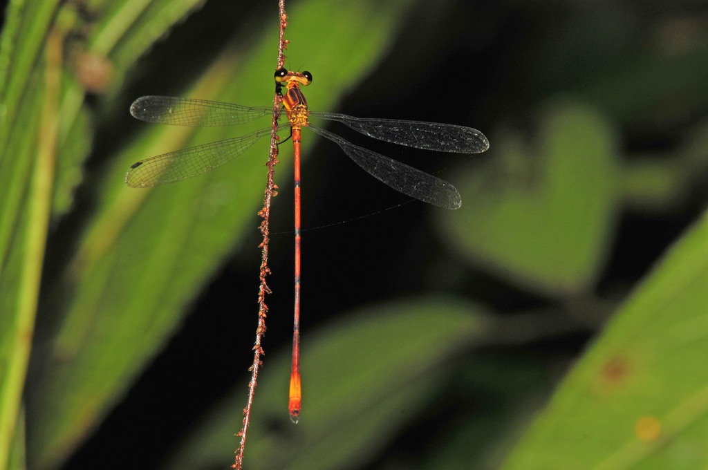 Heteragrion alienum