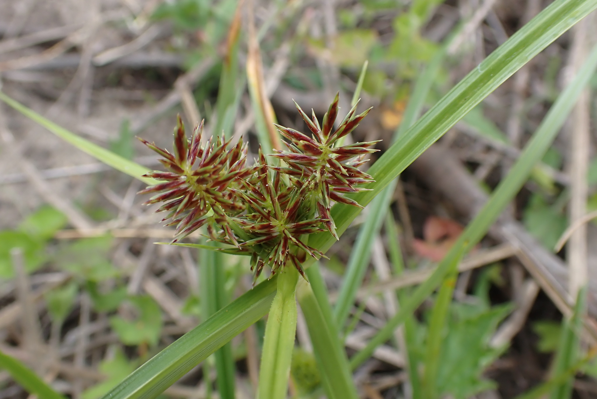 (c) David Hoare, certains droits réservés (CC BY-NC) https://www.inaturalist.org/observations/101883776