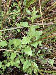 Oxybasis chenopodioides