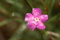 Mandevilla tenuifolia
