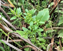 Oxybasis chenopodioides