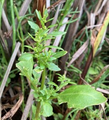 Oxybasis chenopodioides