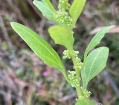 Oxybasis chenopodioides
