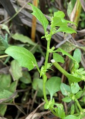 Oxybasis chenopodioides