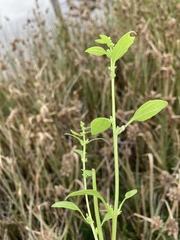 Oxybasis chenopodioides