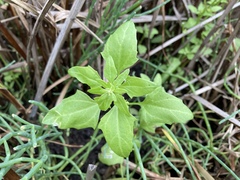 Oxybasis chenopodioides