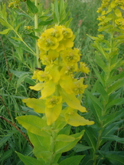 Euphorbia lucida