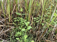 Oxybasis chenopodioides