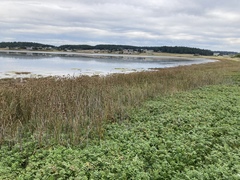 Oxybasis chenopodioides