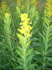 Euphorbia lucida