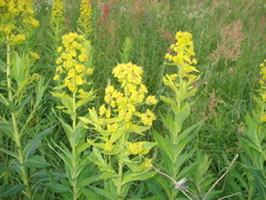 Euphorbia lucida